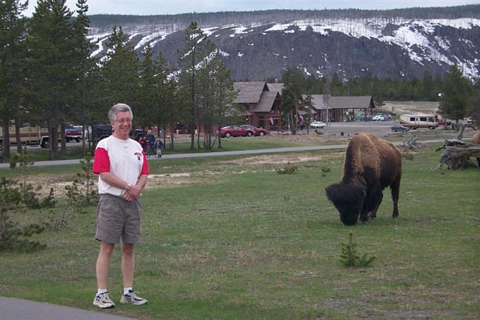 Father in the buffalo's path