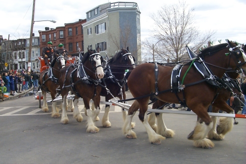 Big horses in the parade.
