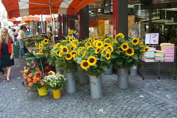 Nice sunflowers.