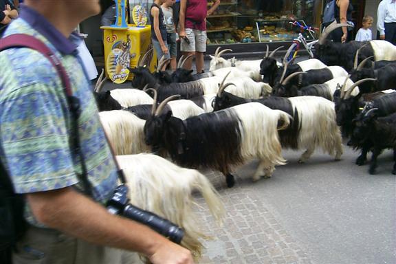 Side shot of the goats.  Most of the people, in the town are tourists, of course, and so a seen like this drove all the photographers, which is basically everyone, including me, into a frenzy scrambling to take the shot of the goats in Zermatt.