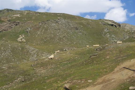 Mountain sheep grassing on the grass I suspect.