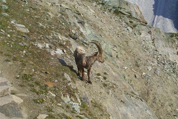 Some mountain goats perched on the cliff, again this is really a cliff, the snow you see in the top of the picture is 1000 feet away if not more.