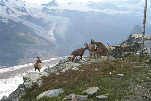 Goats licking away.  That is Unterer Theodulgletscher in the background.  The Matterhorn is to the right of this image.
