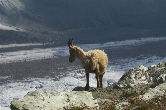 Like I said the goat was looking down and taking in the view.