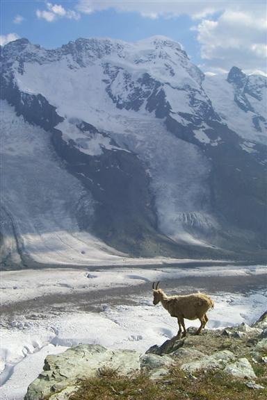 Goat with Breithorngletscher (on the right) and Schwärzegletscher (on the left) and the Breithorn peak.