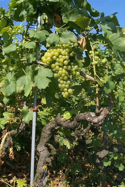 I figured it would be crazy to walk through these vineyards and not take a photo of a grape, so here it is.  There were both red and white grapes.