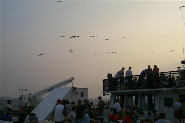 On the ferry ride back to Falmouth the sea gulls hitch a ride in the wind-wake of the boat.