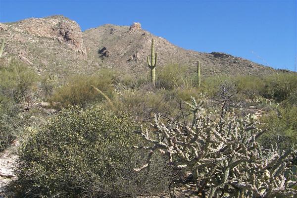 The hotel was right next to the Saguaro National park which, as the name suggests, is a forrest of Saguaro cacti.