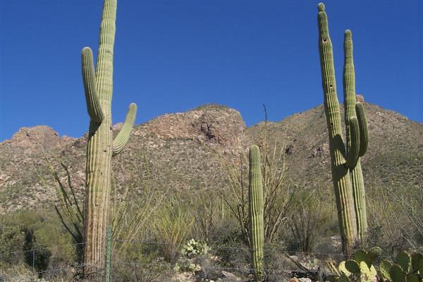 Many of these cacti are in the 125 to 175 year range.  I took a stroll through the park on Sunday before the conference...