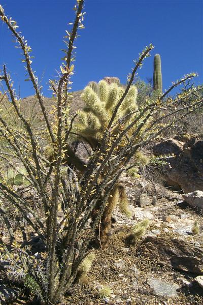 This is a Staghorn Cholla in the front and a Teddy Bear Cholla cactus behind.