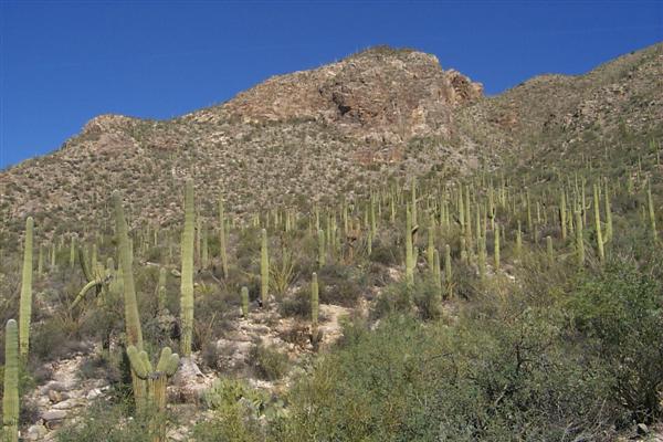 All the Saguaros going up the hill