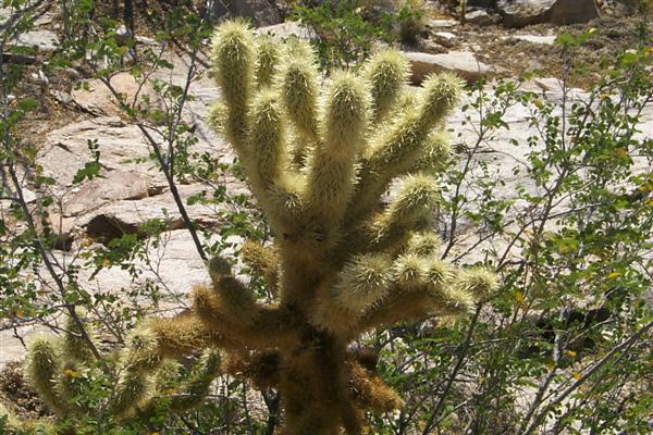 A close up of a Teddy Bear Cholla.  They look soft and cuddly, but you wouldn't want to hug anything in this park.