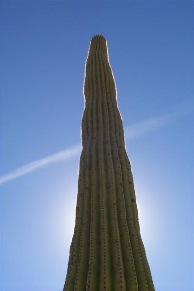 Sun lit Saguaro