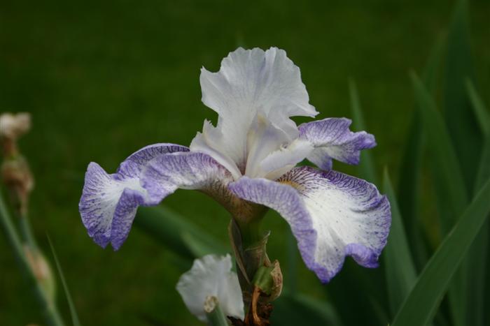 Close up of an Iris in my parents' front yard.  I've been learning how to take narrow depth of field shots.