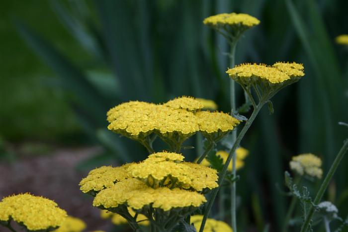 Some yellow flowers with narrow depth of field.  The flowers in the back are somewhat out of focus.