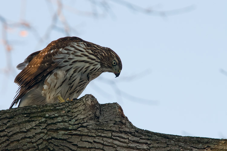 Hawk in Backyard
