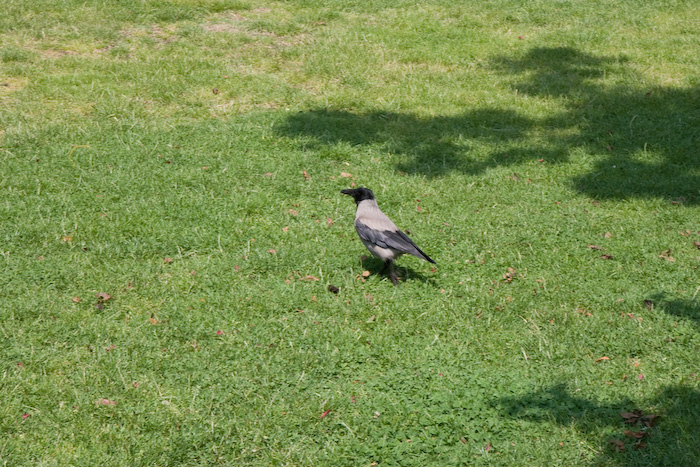 I think this is a crow, and I took it because they look different from the Boston crows.