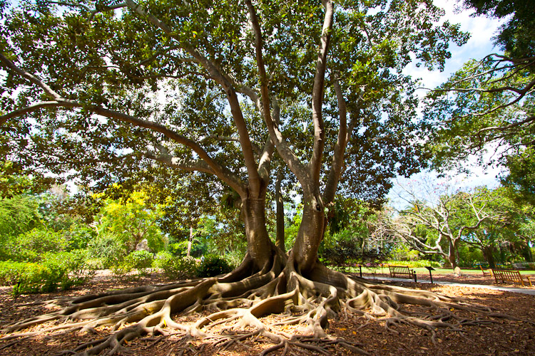 Marie Selby Botanical Gardens in Sarasota, FL